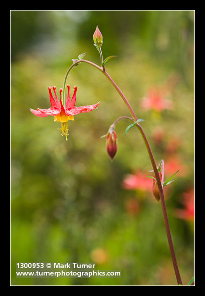 Aquilegia formosa