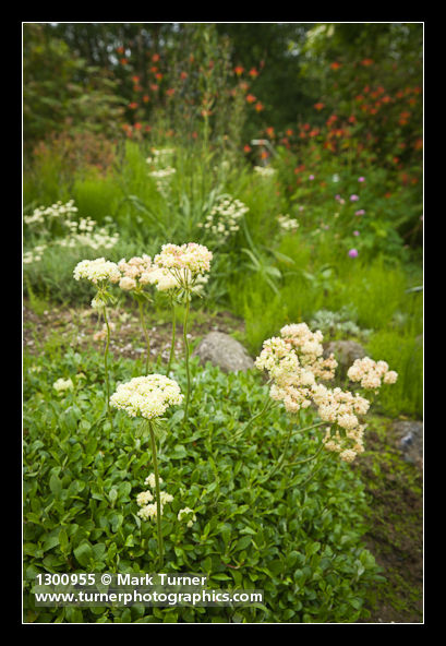 Eriogonum umbellatum