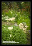 Sulphur Flower w/ Columbine soft bkgnd