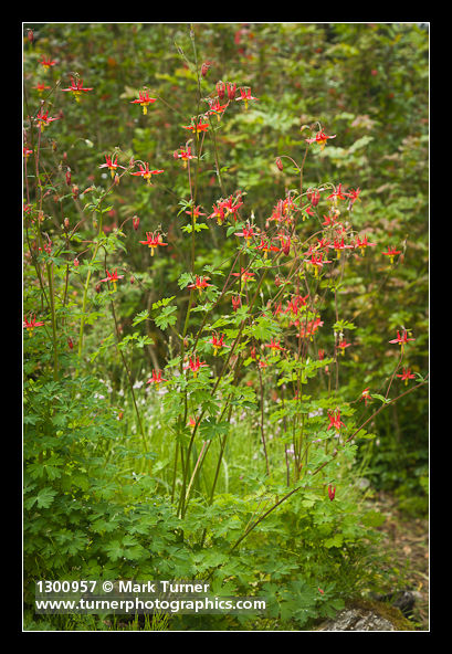 Aquilegia formosa