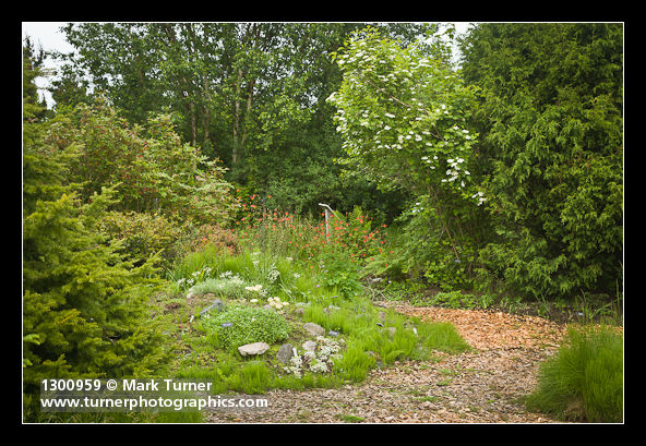 Viburnum edule; Berberis aquifolium; Thuja plicata; Aquilegia formosa; Eriogonum umbellatum