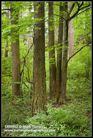 Pseudotsuga menziesii; Acer macrophyllum