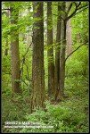 Douglas-firs, Bigleaf Maple trunks