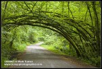 Siberian Elm arch over Arboretum Drive