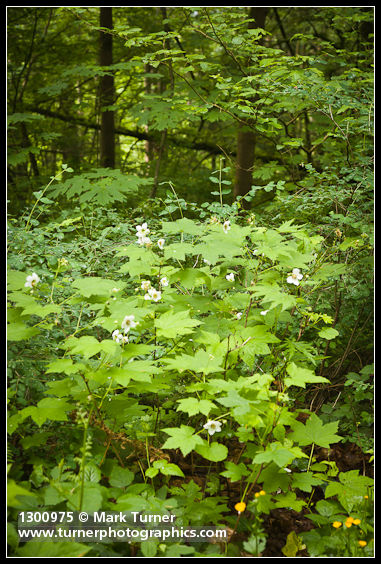 Rubus parviflorus