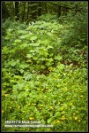 Thimbleberries w/ Creeping Buttercups fgnd
