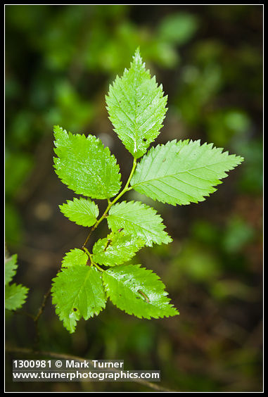 Ulmus pumila