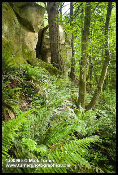 Polystichum munitum; Pseudotsuga menziesii; Alnus rubra