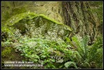 Small-flowered Alumroot, Sword Fern at base of sandstone cliff & Douglas-fir trunk