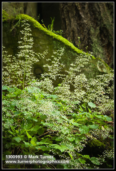 Heuchera micrantha