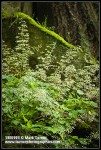 Small-flowered Alumroot