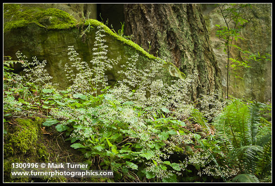 Heuchera micrantha; Polystichum munitum; Pseudotsuga menziesii