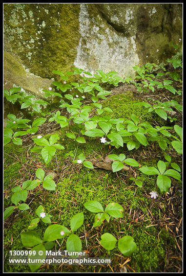 Trientalis latifolia