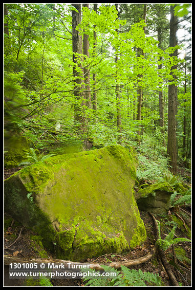 Pseudostuga menziesii; Acer circinatum; Polystichum munitum