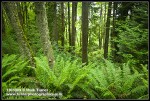 Sword Ferns at base of Red Alders & Douglas-firs