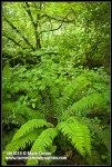 Sword Fern among Vine Maple foliage