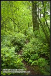 Narrow path through Salal, under Vine Maples & Douglas-fir
