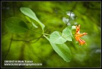 Orange Honeysuckle blossoms & foliage