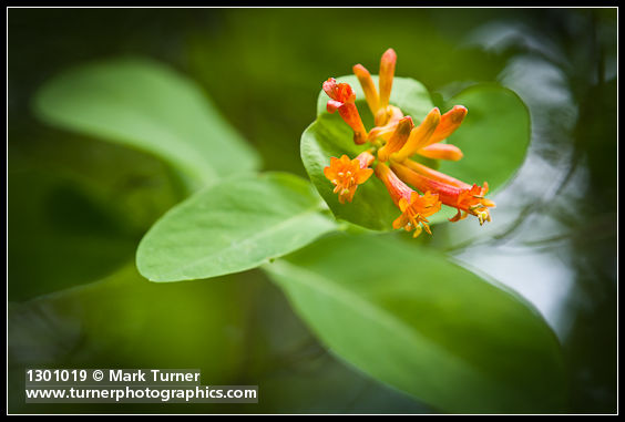 Lonicera ciliosa