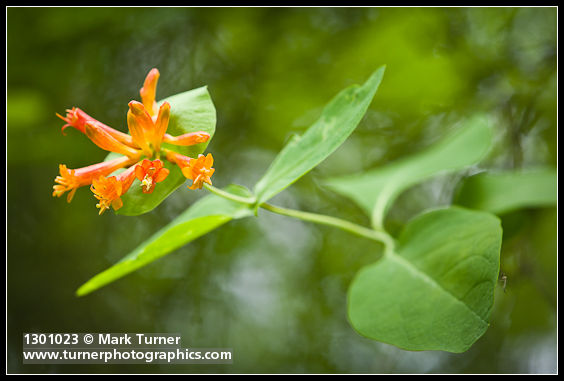 Lonicera ciliosa
