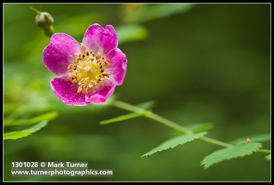 Rosa gymnocarpa