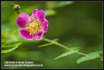 Baldhip Rose blossom