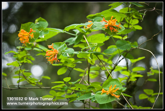 Lonicera ciliosa