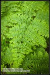 Bracken Fern