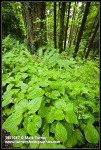 Enchanter's Nightshade at base of Douglas-firs