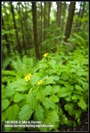 Large-leaved Avens w/ Douglas-firs soft bkgnd