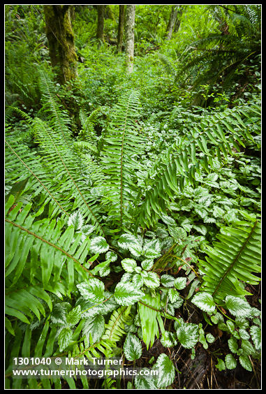 Lamiastrum galeobdolon; Polystichum munitum