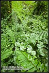 Invasive Yellow Archangel foliage at base of Sword Fern