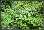 Invasive Yellow Archangel foliage at base of Sword Fern