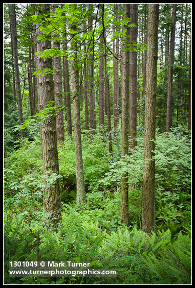 Pseudotsuga menziesii; Acer macrophyllum; Polystichum munitum