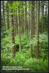Douglas-fir trunks w/ Bigleaf Maple branch, Sword Ferns at base, dense shrub understory