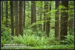 Douglas-fir trunks w/ Bigleaf Maple branch, Sword Ferns at base, dense shrub understory