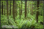 Douglas-fir trunks w/ Sword Ferns at base