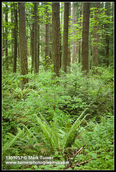 Pseudotsuga menziesii; Polystichum munitum; Oemleria cerasiformis