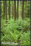 Douglas-fir trunks w/ Sword Ferns at base, Indian Plum in understory