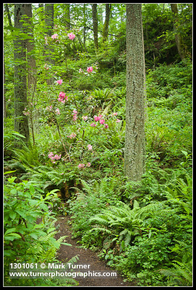 Rhododendron cv.; Pseudotsuga menziesii; Polystichum munitum