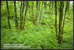 Bigleaf Maple trunks w/ Snowberry understory