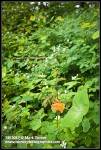 Orange Honeysuckle