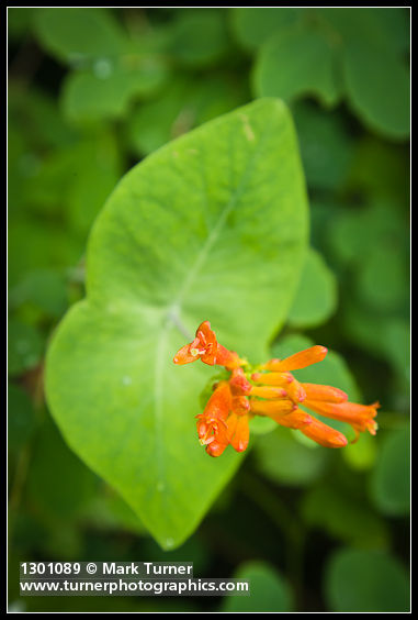 Lonicera ciliosa