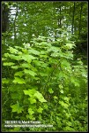 Thimbleberries