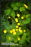 Swamp Buttercup blossoms