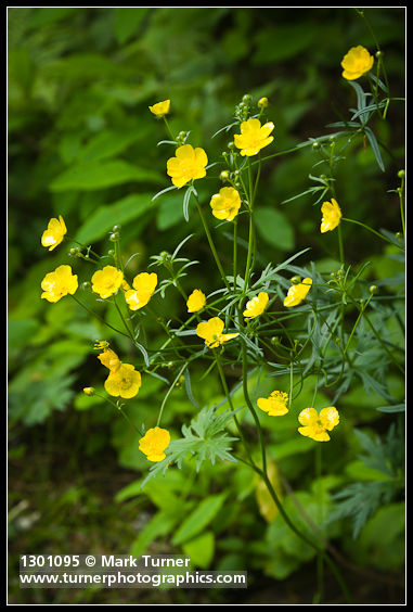 Ranunculus orthorhynchus