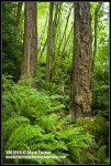 Sword Ferns at base of Douglas-firs & Bigleaf Maples