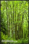 Bigleaf Maples