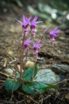 Calypso Orchids