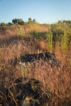 Cushion Fleabane among Cheatgrass w/ Bluebunch Wheatgrass